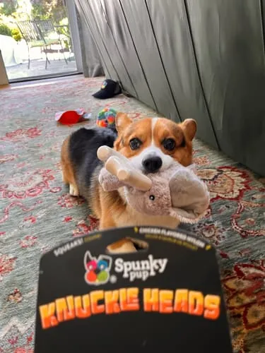 Spunky Pup Knuckleheads hundleksak warthog 2-i-1 pip
