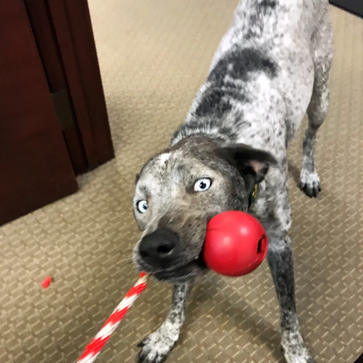 SodaPup USA-K9 Cherry Bomb tuggleksak large röd för starka tuggare