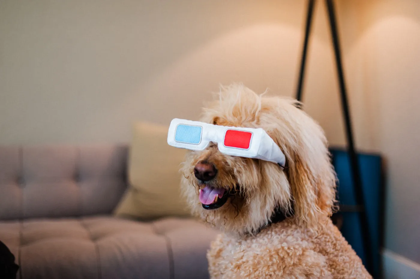 P.L.A.Y. Hollywoof Cinema 3-Dog Glasses hundleksak mjuk med pip