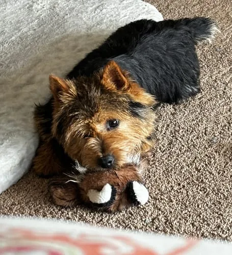 Spunky Pup Wibbleez Fox stretchleksak rak med pip