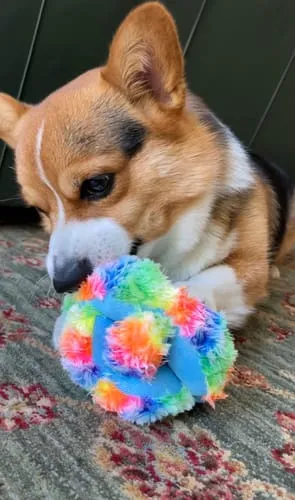 Spunky Pup Stuffies mjukisleksak Tangle Regular med godisfack