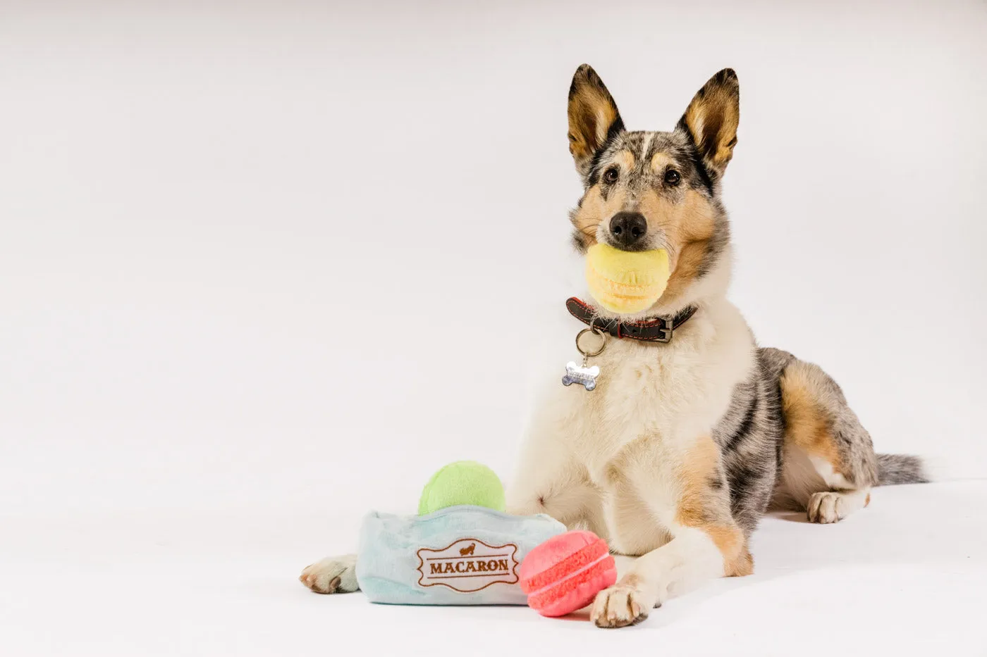 P.L.A.Y. Pup Cup Café Mutt-a-rons hundleksak med ask