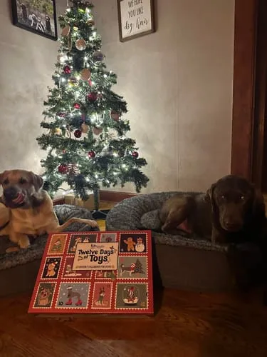 Spunky Pup Holiday adventskalender hund 25 luckor jordnöt