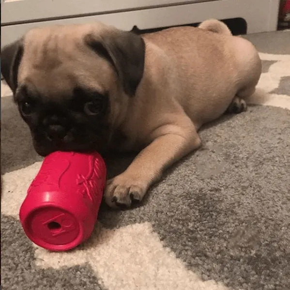 SodaPup Puppy Can tuggleksak small rosa för valpar