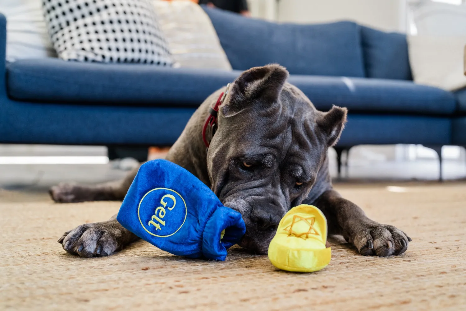 P.L.A.Y. Paw-nukkah Gelt-y Treats hundleksak med pip