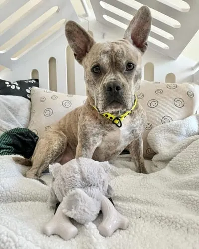 Spunky Pup Knuckleheads hundleksak warthog 2-i-1 pip