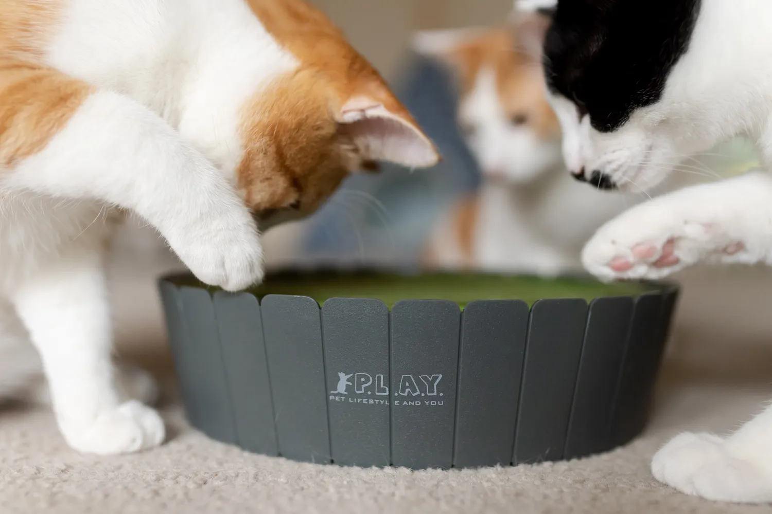 P.L.A.Y. Feline Frenzy Peek-a-Boo Mouse kattleksak interaktiv mus