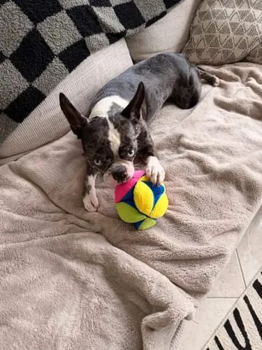 Spunky Pup Stuffies mjukisleksak Tangle Regular med godisfack