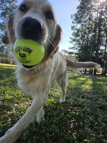 Spunky Pup Fetch & Glow hundboll medium självlysande