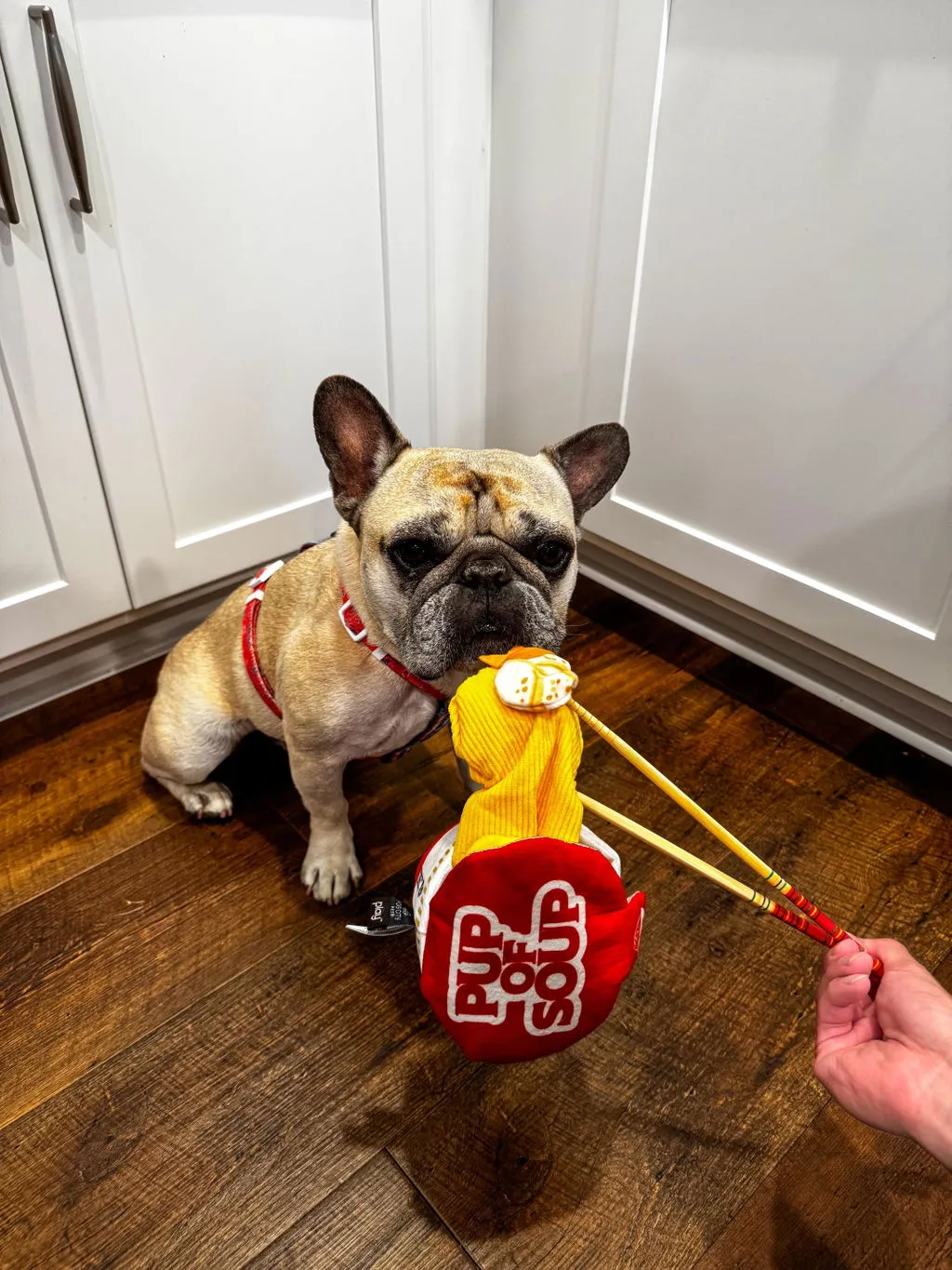 P.L.A.Y. Pup of Soup hundleksak prassel pip