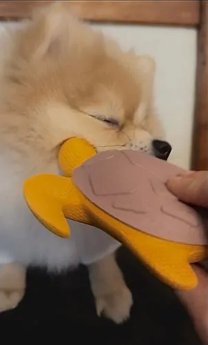 Spunky Pup Gnaw Guard hundleksak liten ring grön flytande