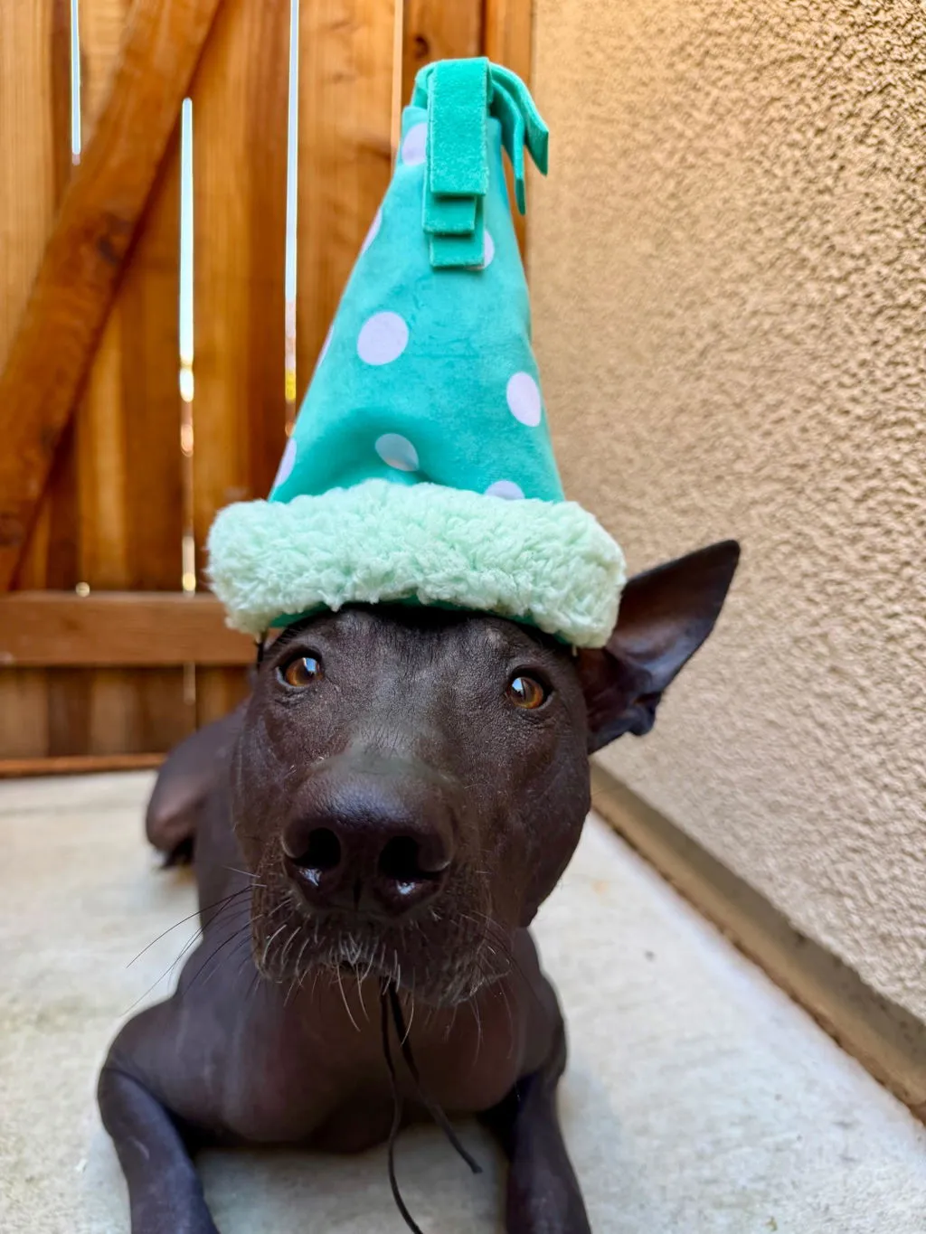 P.L.A.Y. Party Animal Yappy Party Hat hundleksak med pip