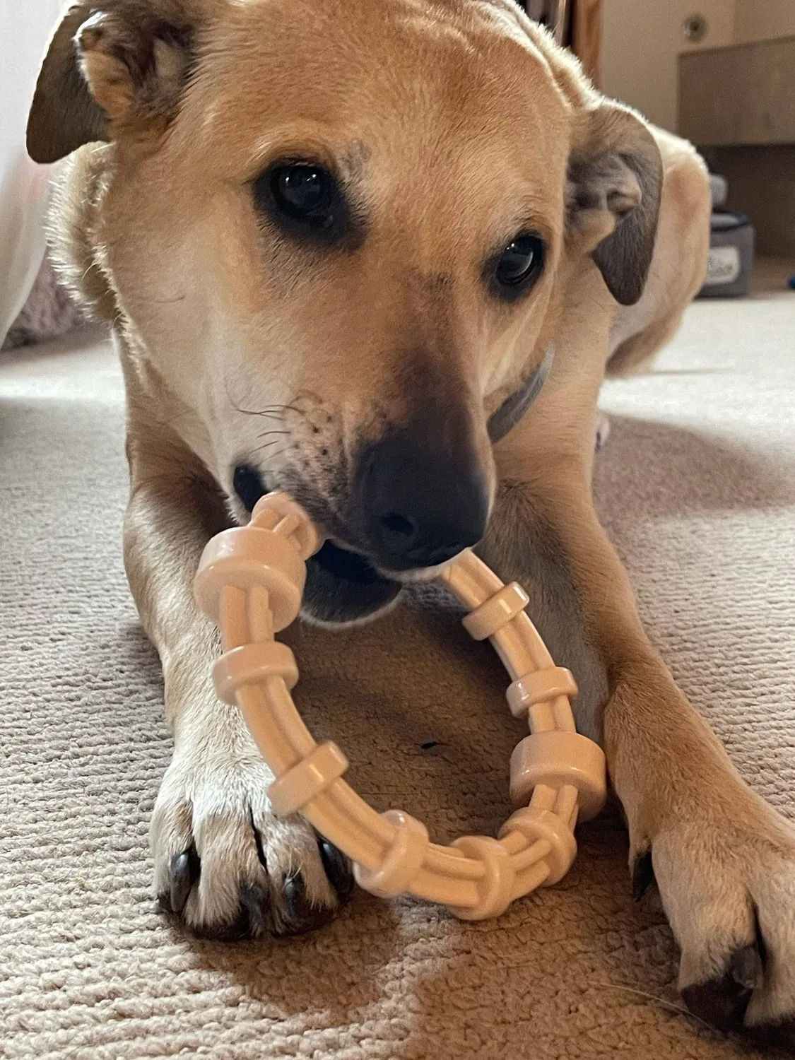 SodaPup Honey Bone Teething Ring tuggring kyckling