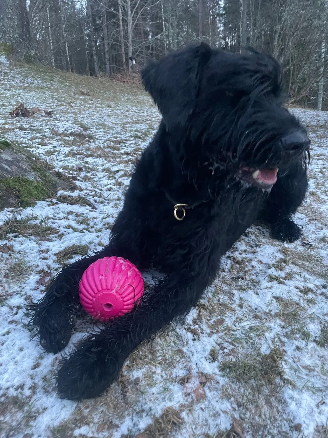 NewDog Monsterbollen 12cm boll helgjuten orange tålig