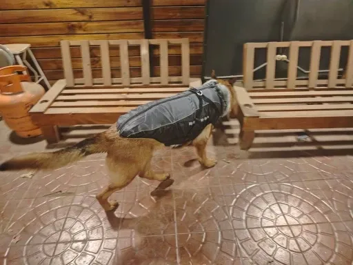 Pawtato Reflective Winter hundtäcke med sele reflex