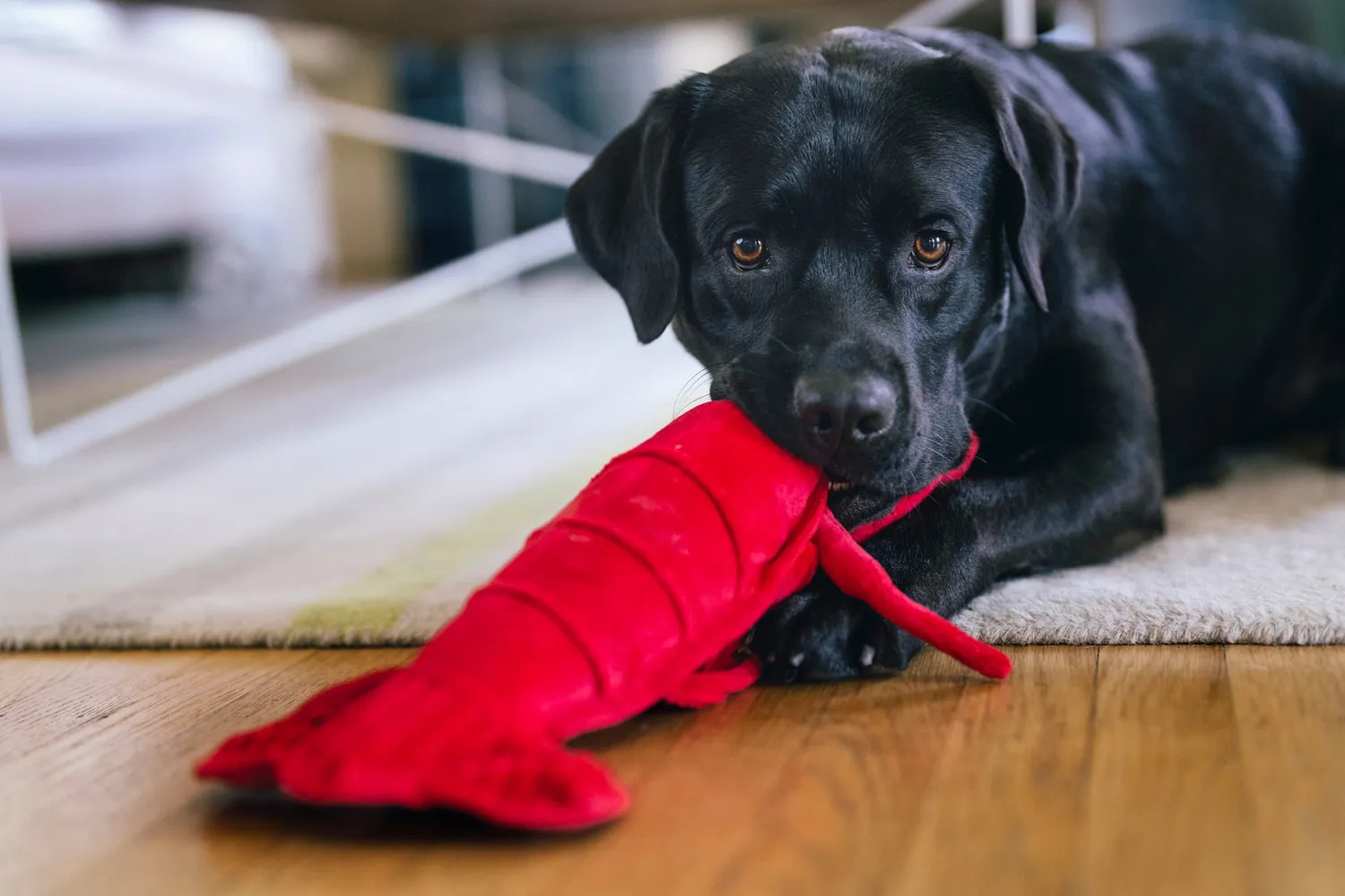 P.L.A.Y. Ocean Buddies Lemmy the Lobster hundleksak röd