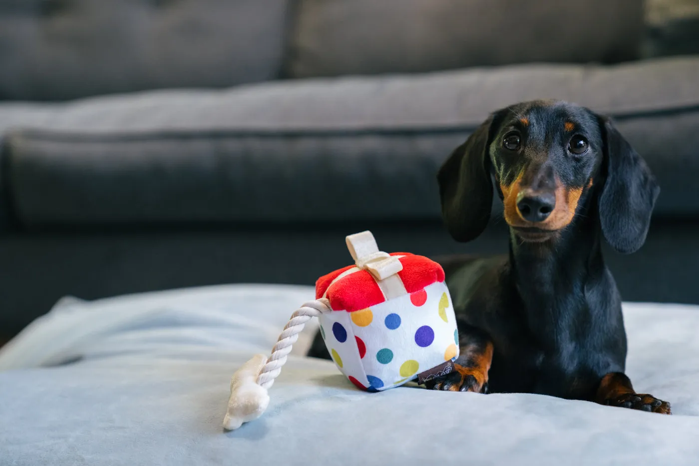 P.L.A.Y. Party Time Pawfect Present mjukisleksak mini födelsedag pip