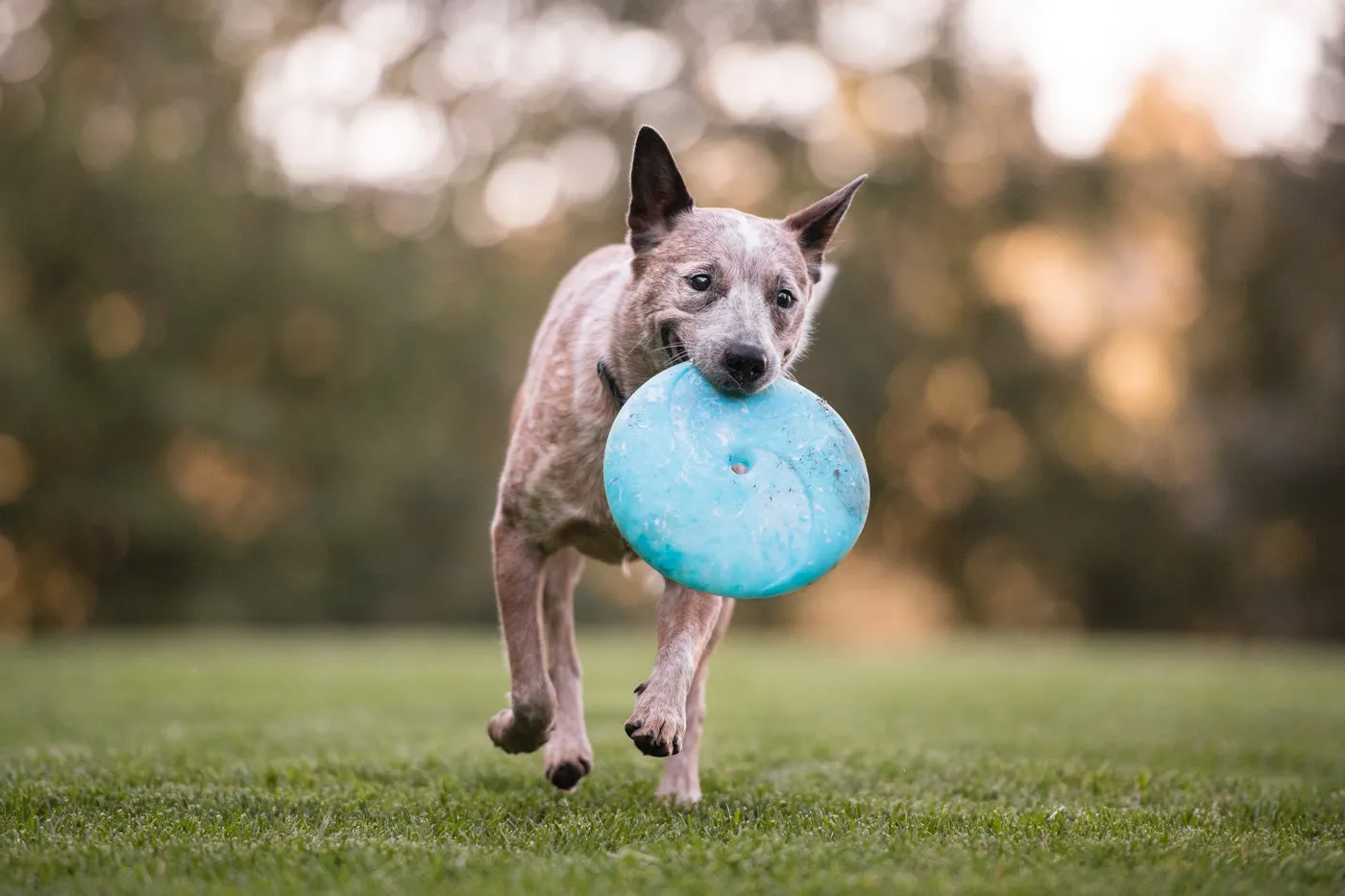 P.L.A.Y. ZoomieRex InfiniDisc hundfrisbee mjuk flytande
