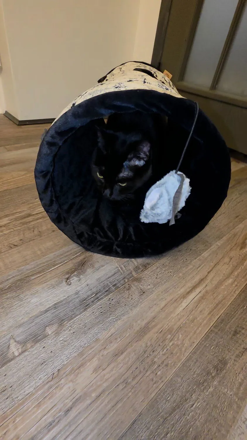 P.L.A.Y. Feline Frenzy Purr & Pounce katttunnel Night Sky Black