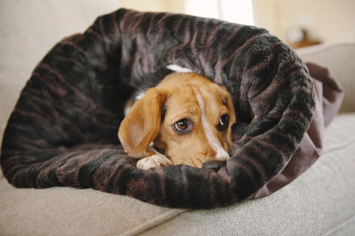P.L.A.Y. Snuggle Bed hundbädd kattbädd mjuk bädd