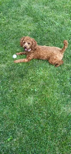 Spunky Pup Clean Earth Bone tuggben kycklingsmak