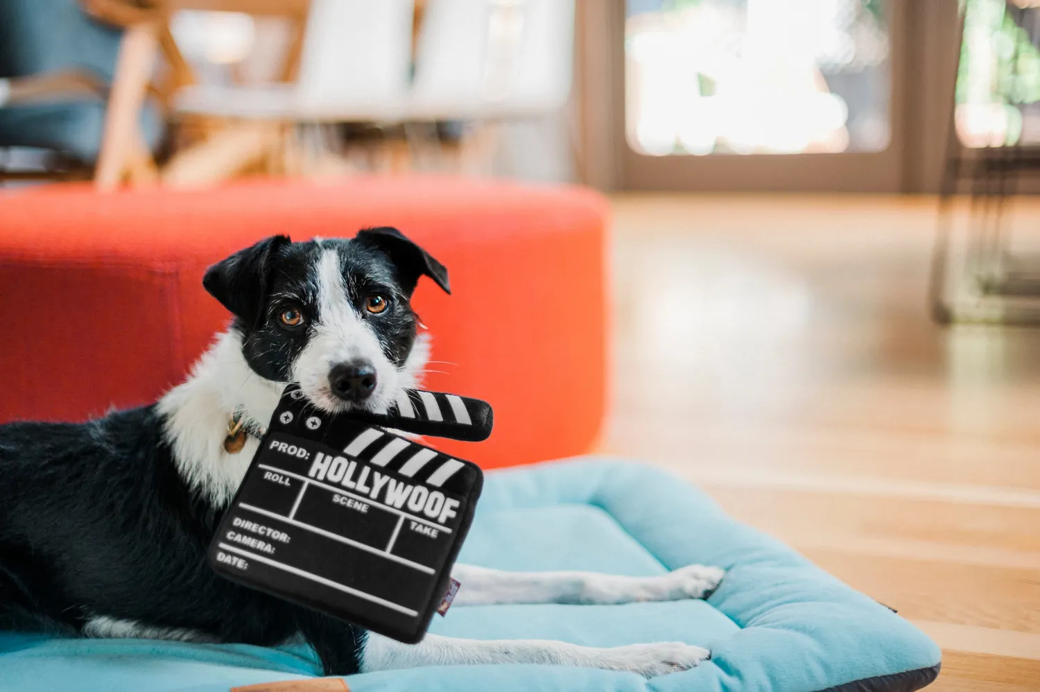 P.L.A.Y. Hollywoof Director Board mjuk hund svart pip