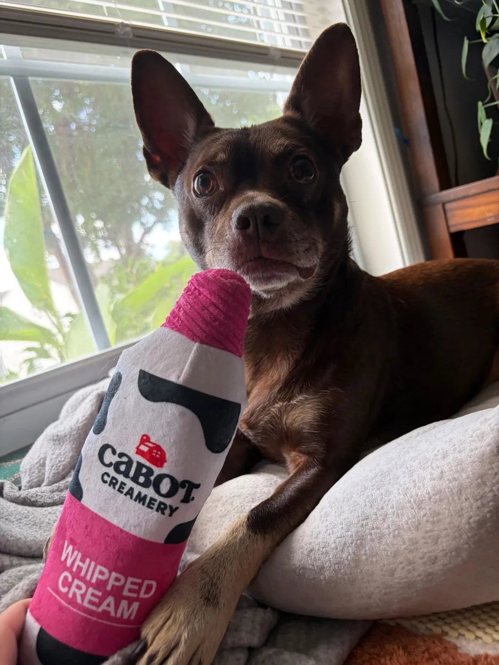P.L.A.Y. Cabot Creamery Whipped Cream hundleksak mjuk med prassel