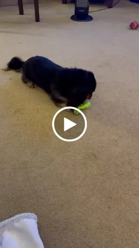 Spunky Pup Gnaw Guard hundleksak liten ring grön flytande