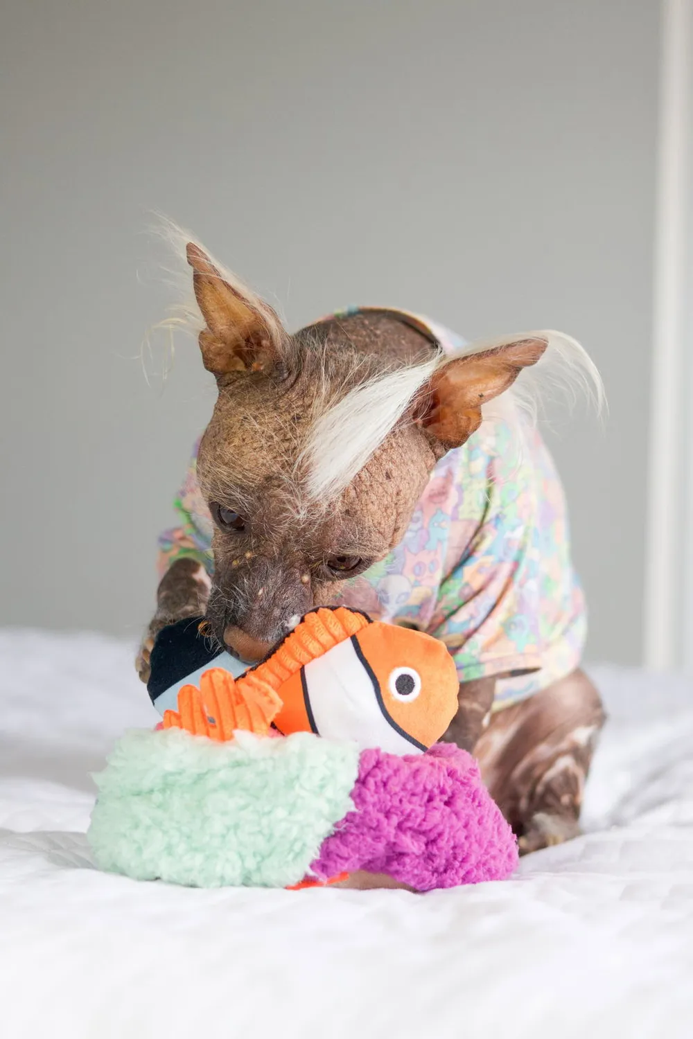 P.L.A.Y. Ocean Buddies Reef Retreat hundleksak 3-delar med pip