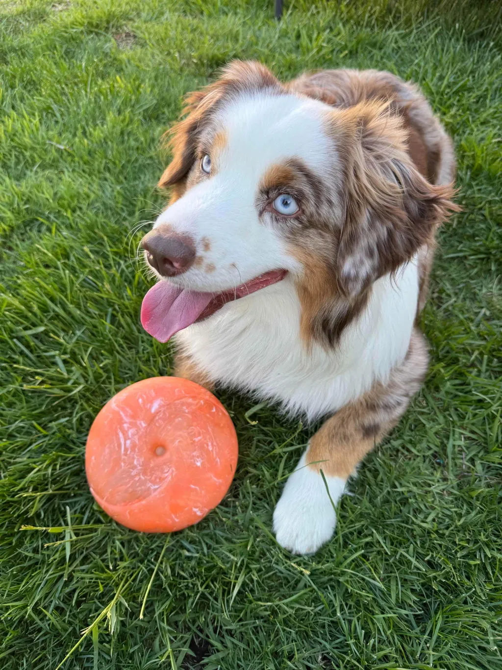 P.L.A.Y. ZoomieRex InfiniDisc hundfrisbee mjuk flytande