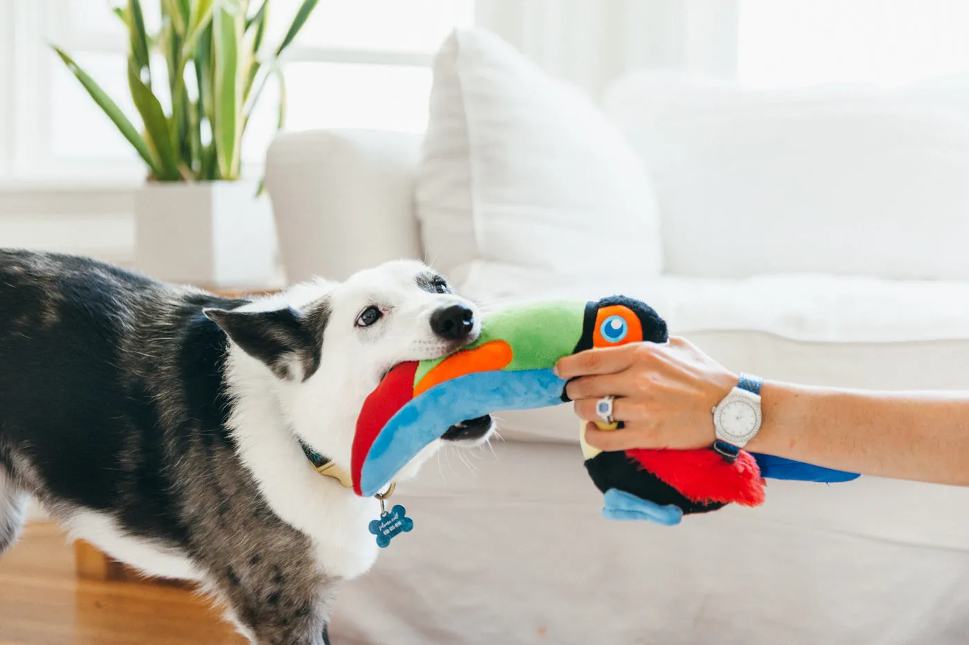 P.L.A.Y. Fetching Flock Tito the Toucan hundleksak stor med flaska