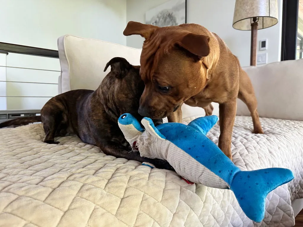 P.L.A.Y. Ocean Buddies Great White Gabe hundleksak haj med pip