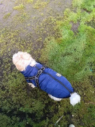 Pawtato vintertäcke hund med sele vattenavvisande