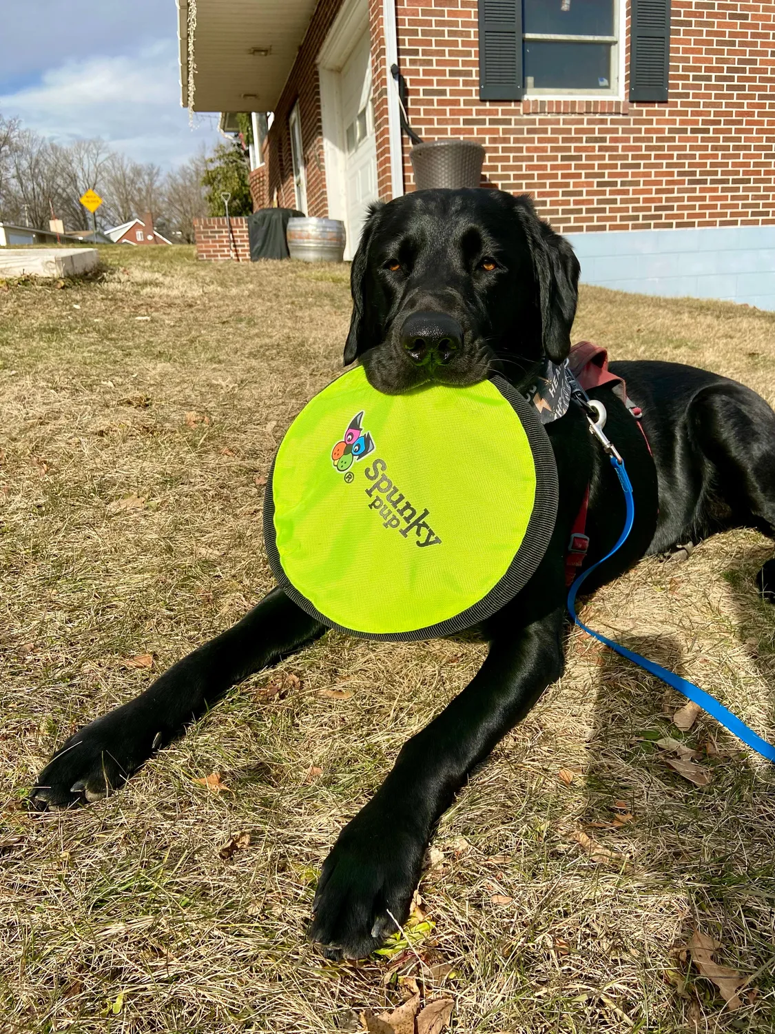 Spunky Pup Soft Disc hundfrisbee mjuk 24 cm för apport