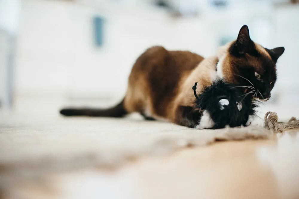 P.L.A.Y. Feline Frenzy Frisky Furball kattleksak med rep