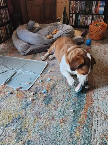 Spunky Pup Gnaw Guard hundleksak liten ring grön flytande