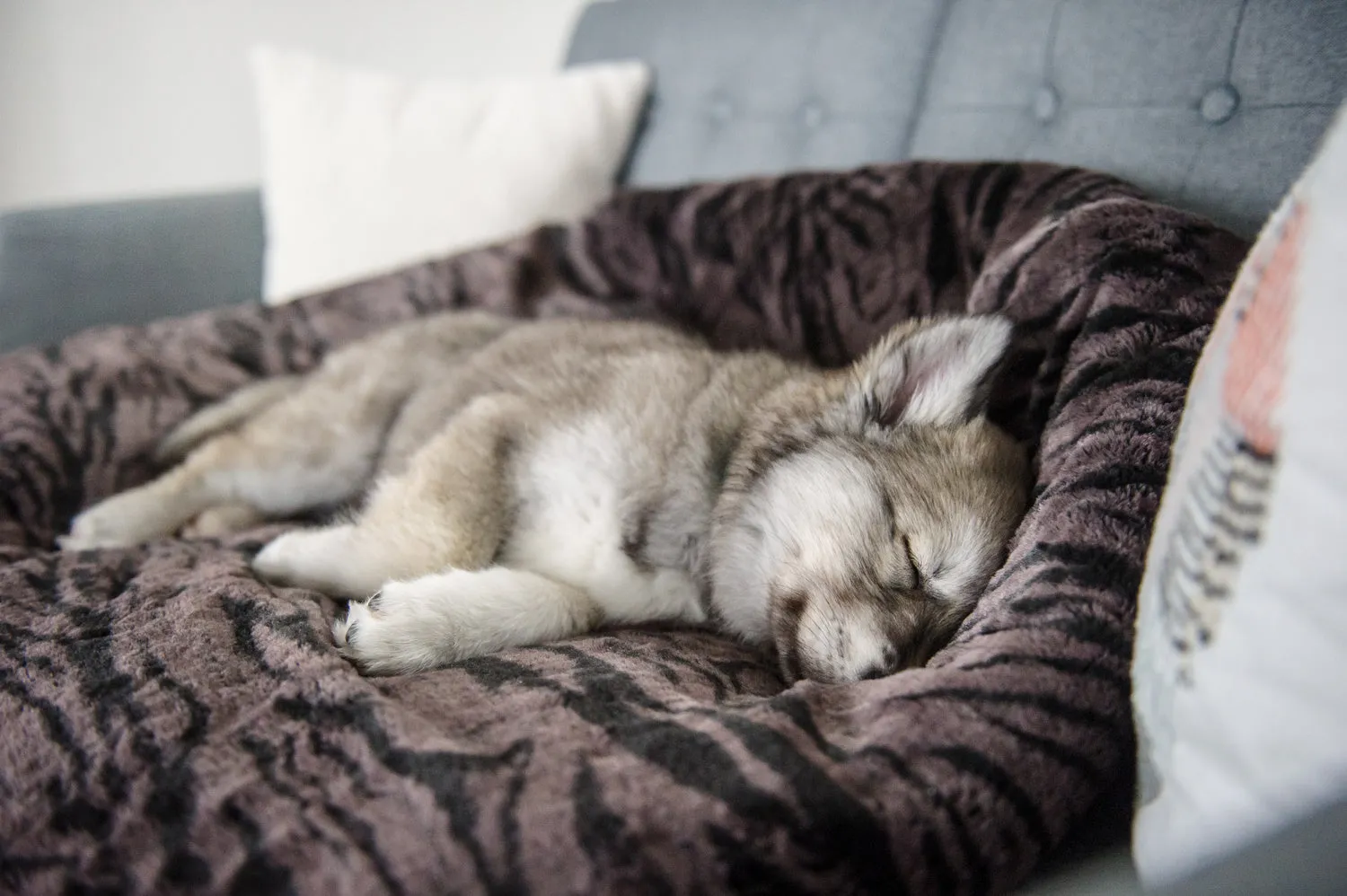 P.L.A.Y. Snuggle Bed hundbädd kattbädd mjuk bädd
