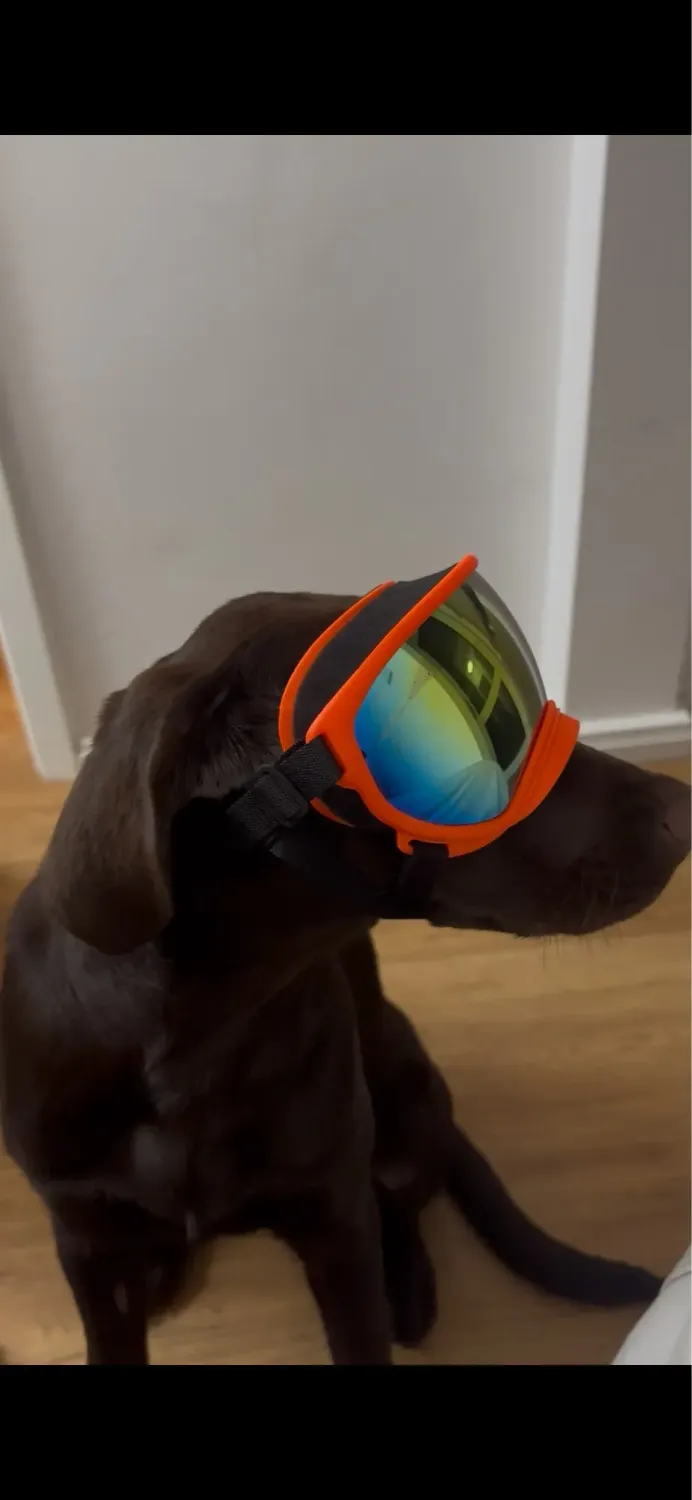 Pawtato UV400 Sun and Wind hundglasögon svart