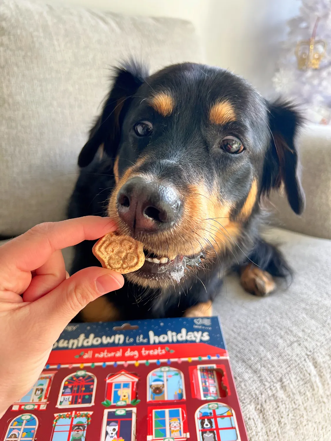 Spunky Pup Holiday adventskalender hund 25 luckor jordnöt