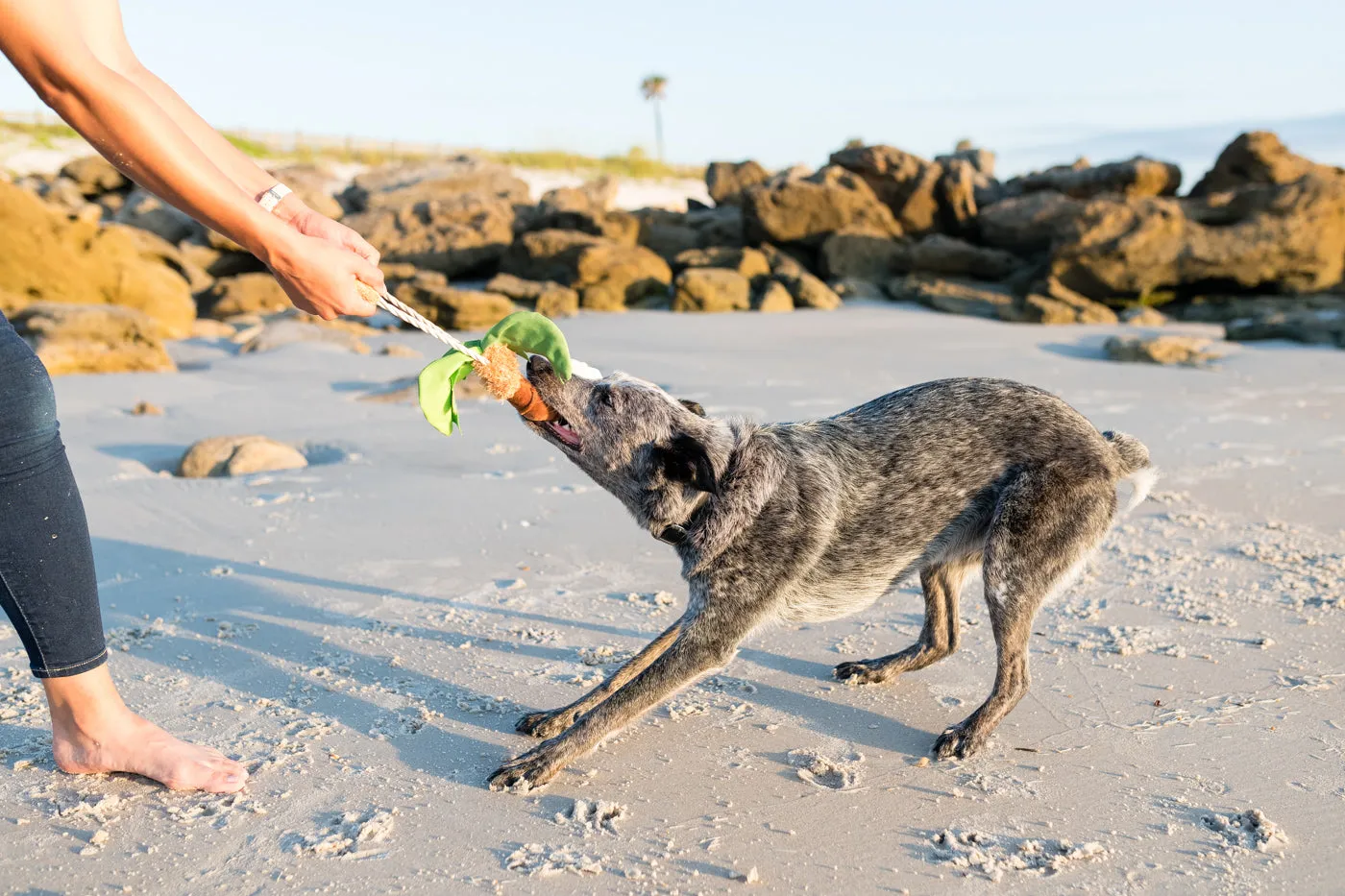 P.L.A.Y. Tropical Paradise Puppy Palm hundleksak mjuk med pip