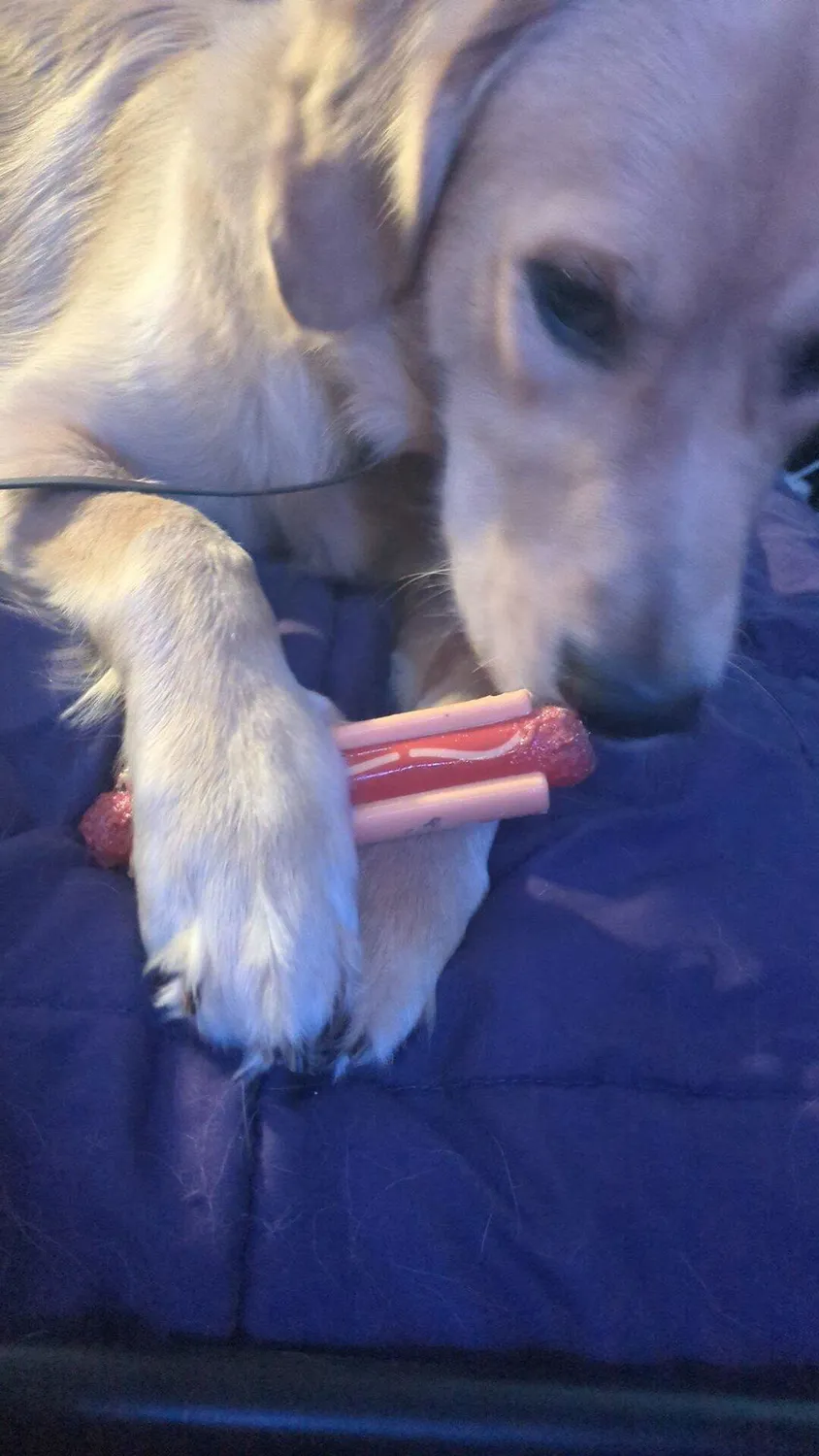SodaPup Hot Dog nylon tuggleksak för starka tuggare