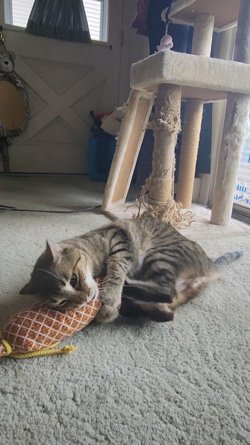 P.L.A.Y. Feline Frenzy Salami Slammer kattleksak kattmynta
