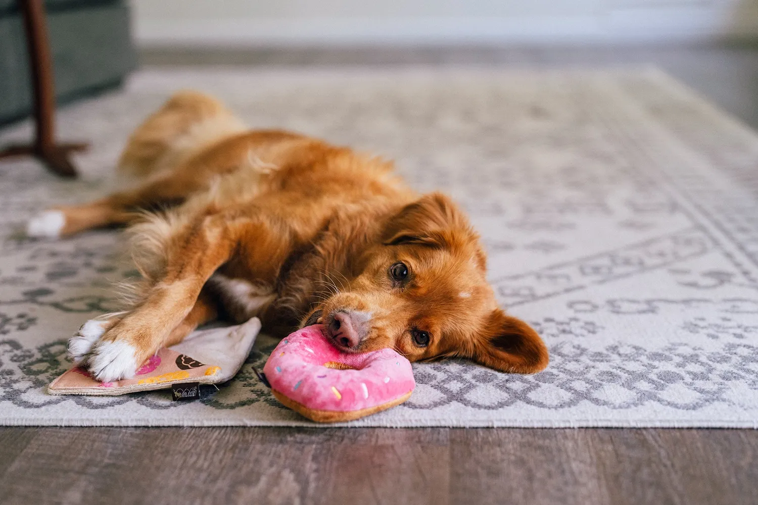 P.L.A.Y. Pup Cup Café Doughboy Donut hundleksak pip