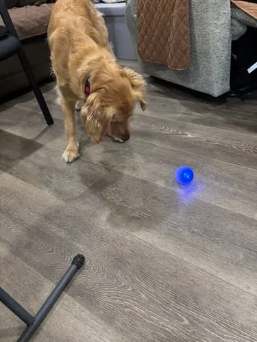 Spunky Pup Flash & Glow Flex-X LED-boll blinkande