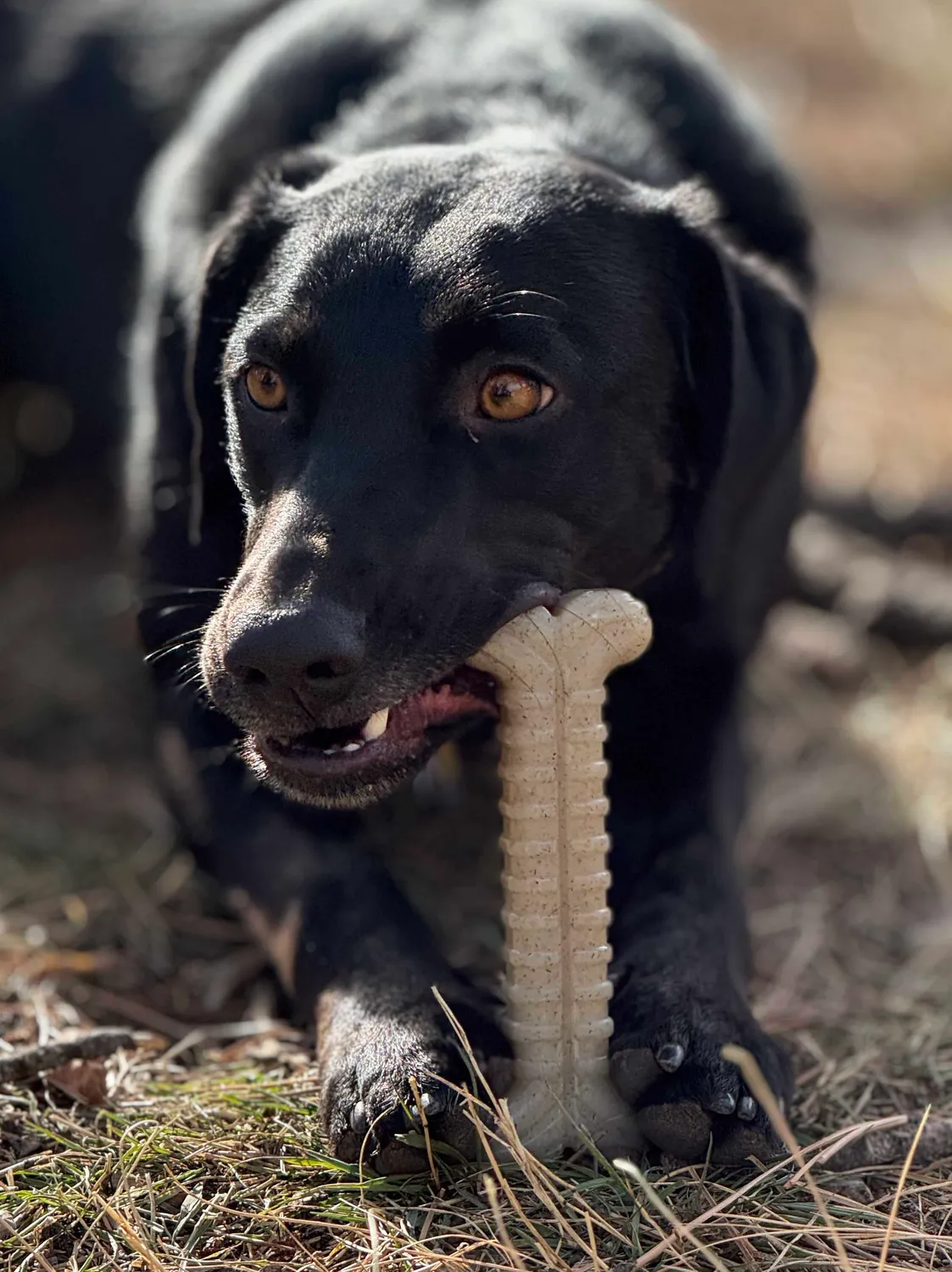 SodaPup Tough Bone tuggben brun nylon medelstor