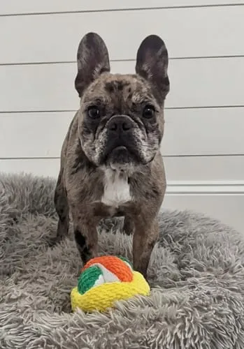 Spunky Pup Stuffies mjukisleksak Tangle Regular med godisfack
