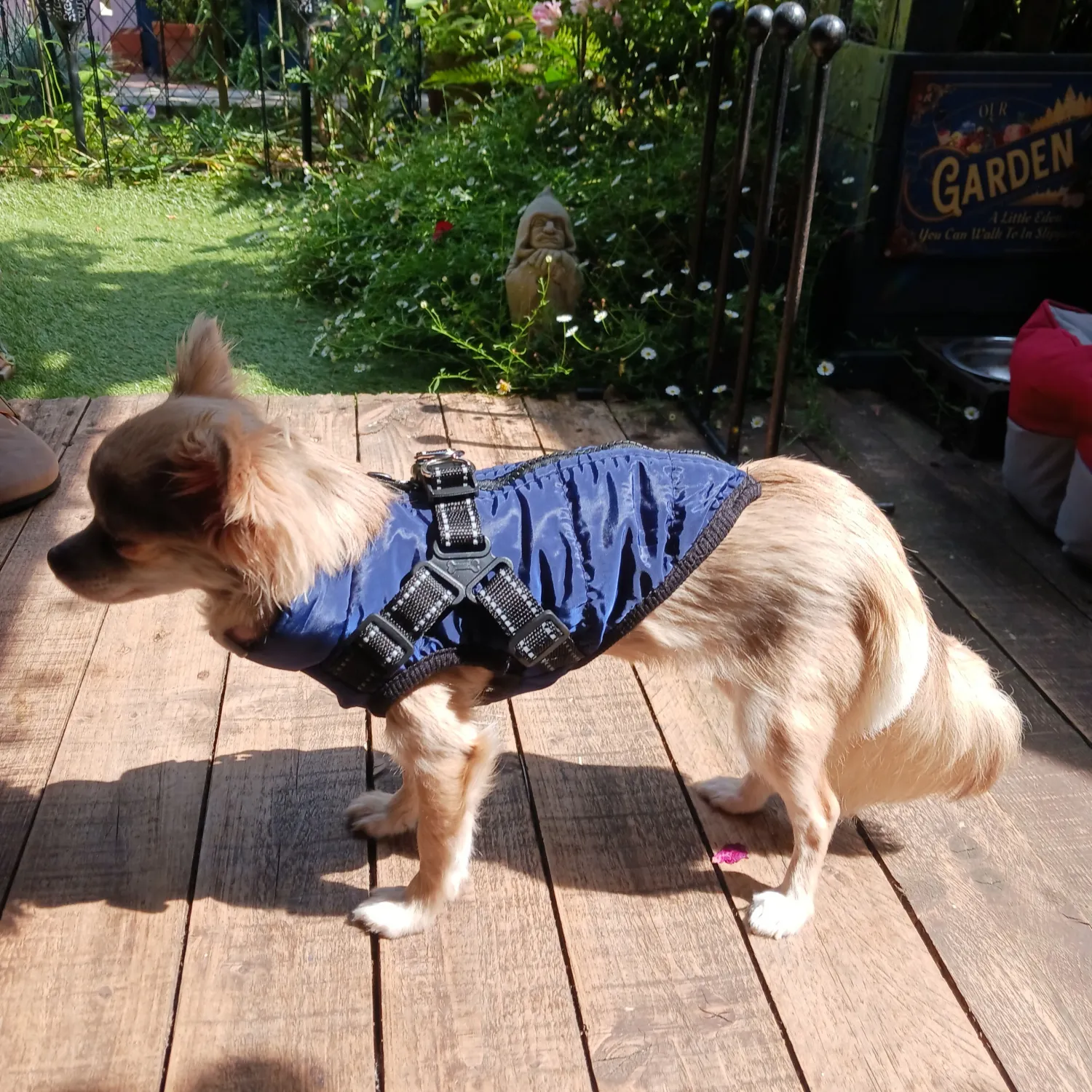 Pawtato vintertäcke hund med sele vattenavvisande
