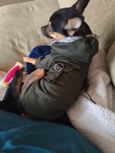 Pawtato Warm Hooded hundjacka khaki med luva