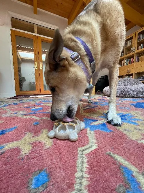 SodaPup Turtle Nylon tuggleksak hund brun sköldpadda