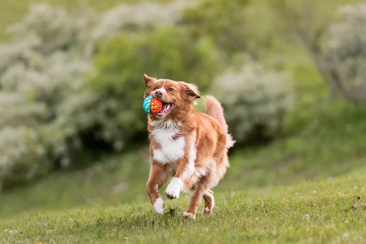 P.L.A.Y. Go-Go Astro Ball boll Flare mjuk med pip